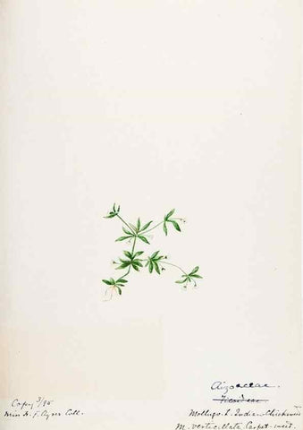 Reproducción/Reproduction 48787630213: [Water-color sketches of plants of North America and Europe]. . 
