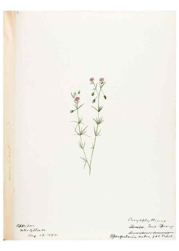 Reproducción/Reproduction 48787993146: [Water-color sketches of plants of North America and Europe]. . 