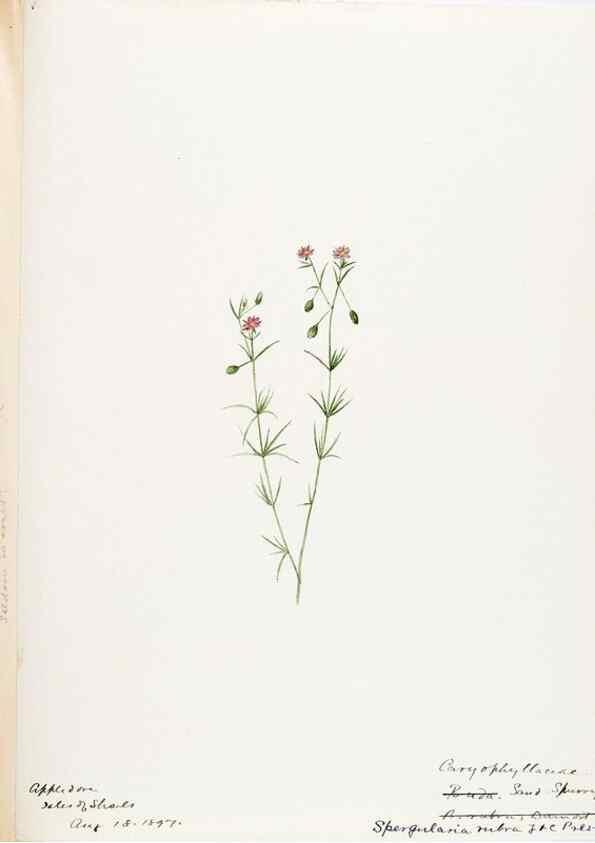Reproducción/Reproduction 48787993146: [Water-color sketches of plants of North America and Europe]. . 