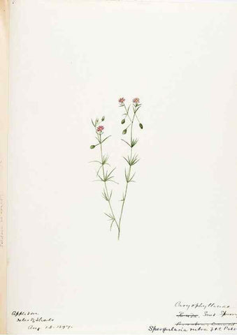 Reproducción/Reproduction 48787993146: [Water-color sketches of plants of North America and Europe]. . 