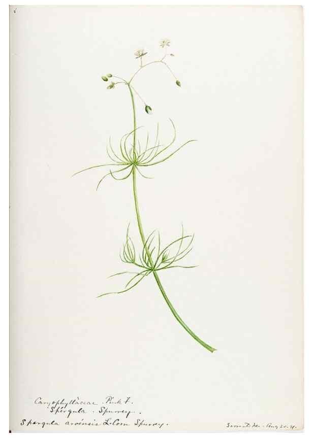 Reproducción/Reproduction 48788141982: [Water-color sketches of plants of North America and Europe]. . 