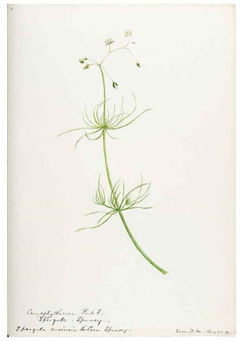 Reproducción/Reproduction 48788141982: [Water-color sketches of plants of North America and Europe]. . 