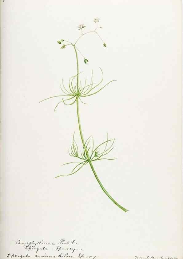 Reproducción/Reproduction 48788141982: [Water-color sketches of plants of North America and Europe]. . 