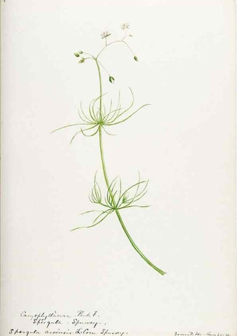 Reproducción/Reproduction 48788141982: [Water-color sketches of plants of North America and Europe]. . 