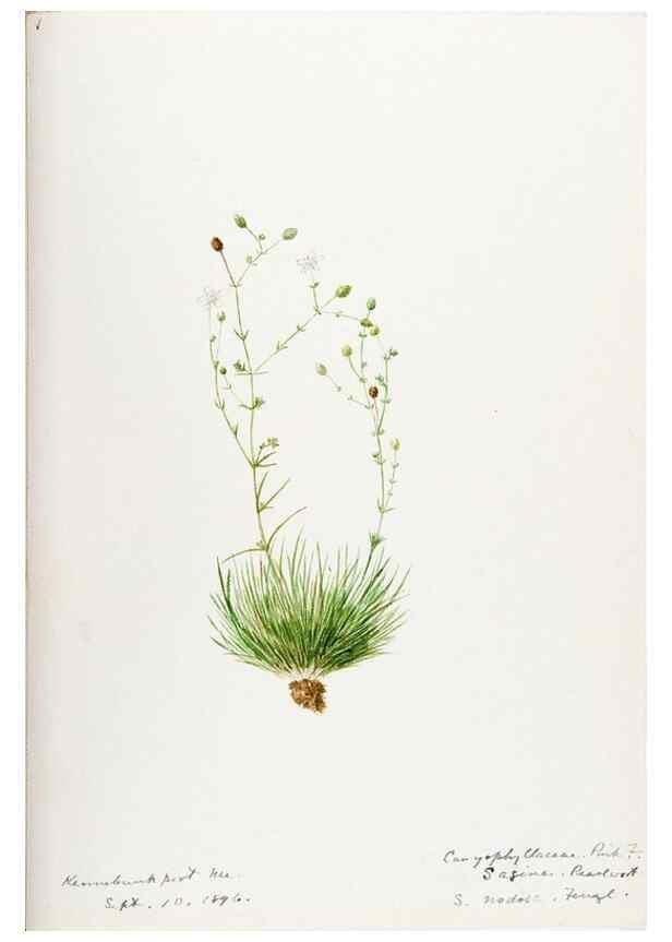 Reproducción/Reproduction 48787993771: [Water-color sketches of plants of North America and Europe]. . 