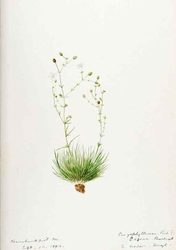Reproducción/Reproduction 48787993771: [Water-color sketches of plants of North America and Europe]. . 