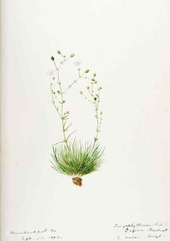 Reproducción/Reproduction 48787993771: [Water-color sketches of plants of North America and Europe]. . 