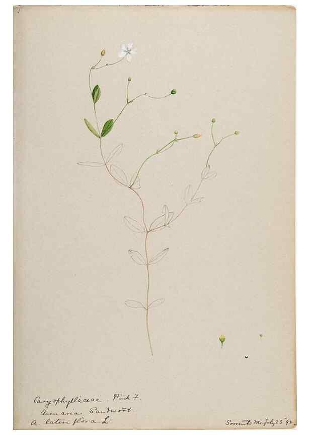 Reproducción/Reproduction 48788142687: [Water-color sketches of plants of North America and Europe]. . 