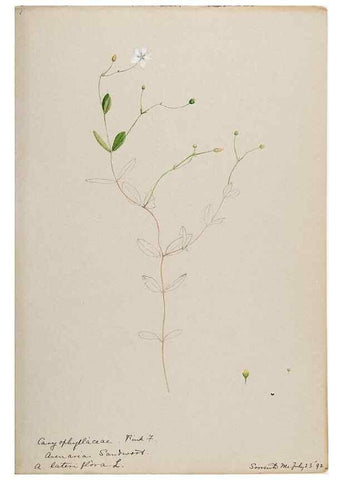 Reproducción/Reproduction 48788142687: [Water-color sketches of plants of North America and Europe]. . 