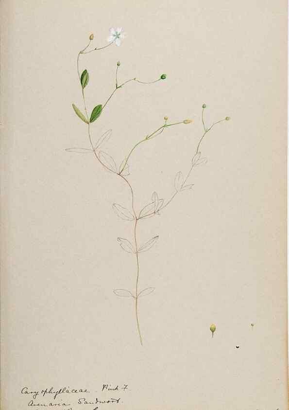Reproducción/Reproduction 48788142687: [Water-color sketches of plants of North America and Europe]. . 