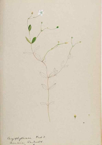 Reproducción/Reproduction 48788142687: [Water-color sketches of plants of North America and Europe]. . 