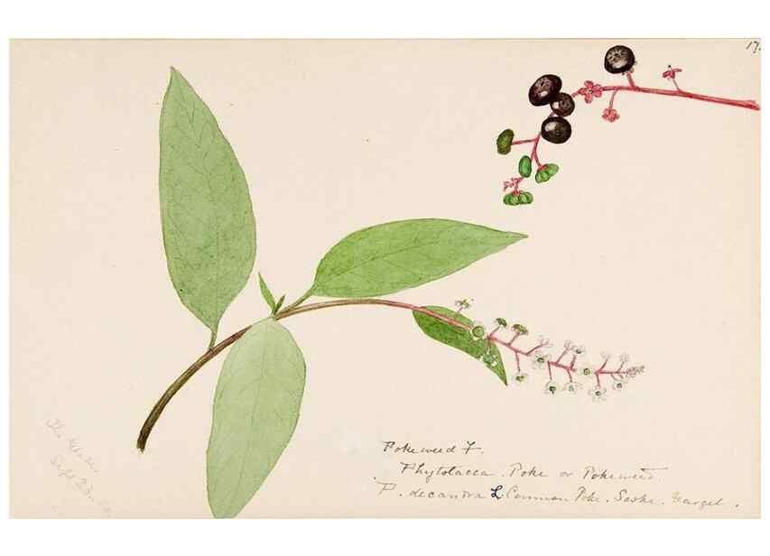 Reproducción/Reproduction 48787991801: [Water-color sketches of plants of North America and Europe]. . 
