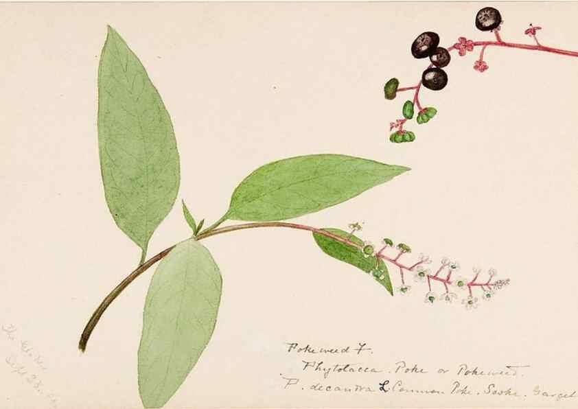 Reproducción/Reproduction 48787991801: [Water-color sketches of plants of North America and Europe]. . 