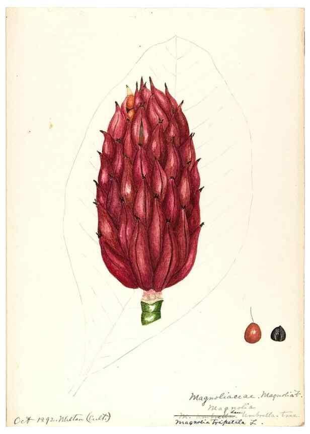 Reproducción/Reproduction 48787734223: [Water-color sketches of plants of North America and Europe]. . 