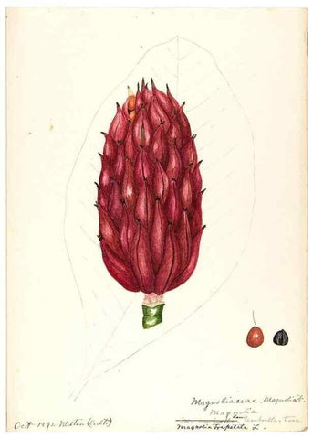 Reproducción/Reproduction 48787734223: [Water-color sketches of plants of North America and Europe]. . 