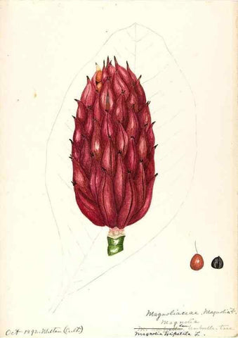 Reproducción/Reproduction 48787734223: [Water-color sketches of plants of North America and Europe]. . 