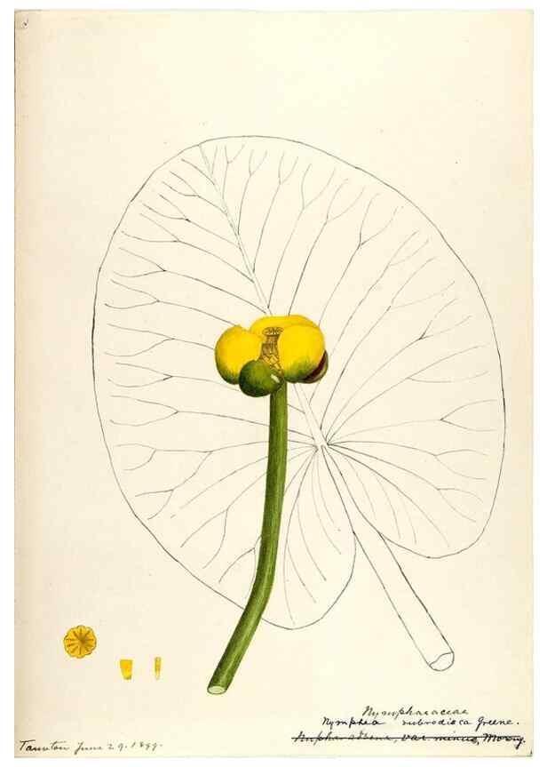 Reproducción/Reproduction 48788084146: [Water-color sketches of plants of North America and Europe]. . 