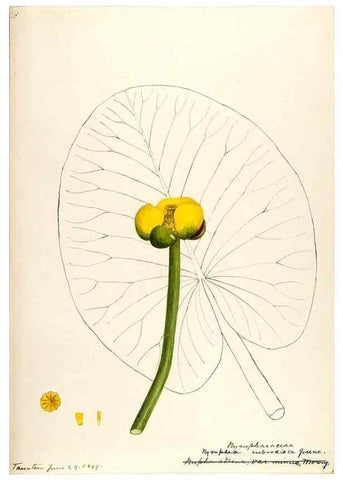 Reproducción/Reproduction 48788084146: [Water-color sketches of plants of North America and Europe]. . 