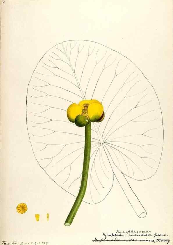 Reproducción/Reproduction 48788084146: [Water-color sketches of plants of North America and Europe]. . 
