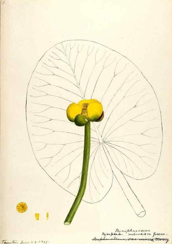 Reproducción/Reproduction 48788084146: [Water-color sketches of plants of North America and Europe]. . 