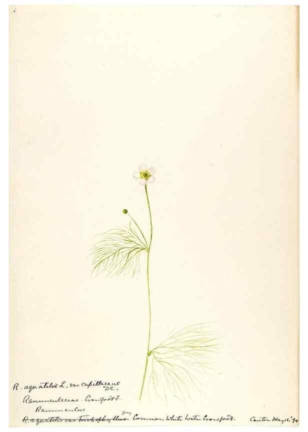 Reproducción/Reproduction 48787721313: [Water-color sketches of plants of North America and Europe]. . 