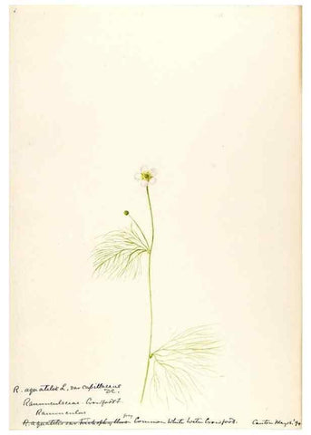 Reproducción/Reproduction 48787721313: [Water-color sketches of plants of North America and Europe]. . 