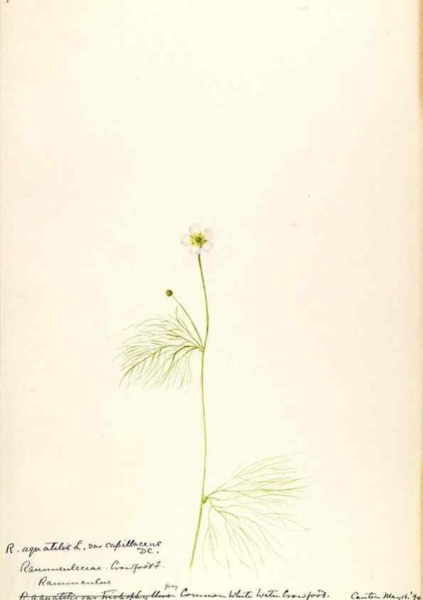 Reproducción/Reproduction 48787721313: [Water-color sketches of plants of North America and Europe]. . 