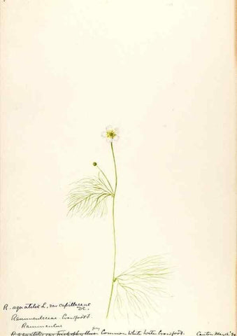 Reproducción/Reproduction 48787721313: [Water-color sketches of plants of North America and Europe]. . 