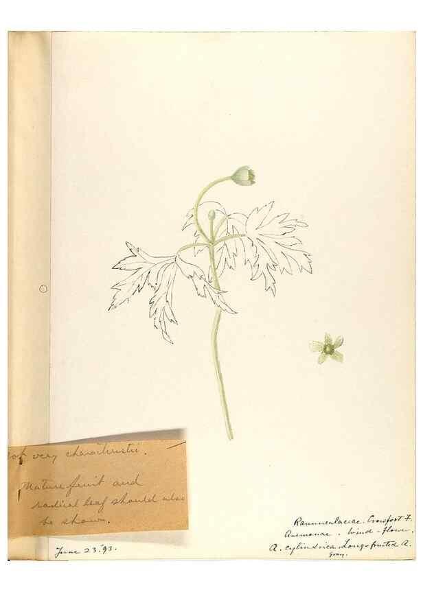 Reproducción/Reproduction 48787728673: [Water-color sketches of plants of North America and Europe]. . 