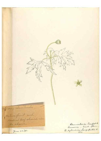 Reproducción/Reproduction 48787728673: [Water-color sketches of plants of North America and Europe]. . 