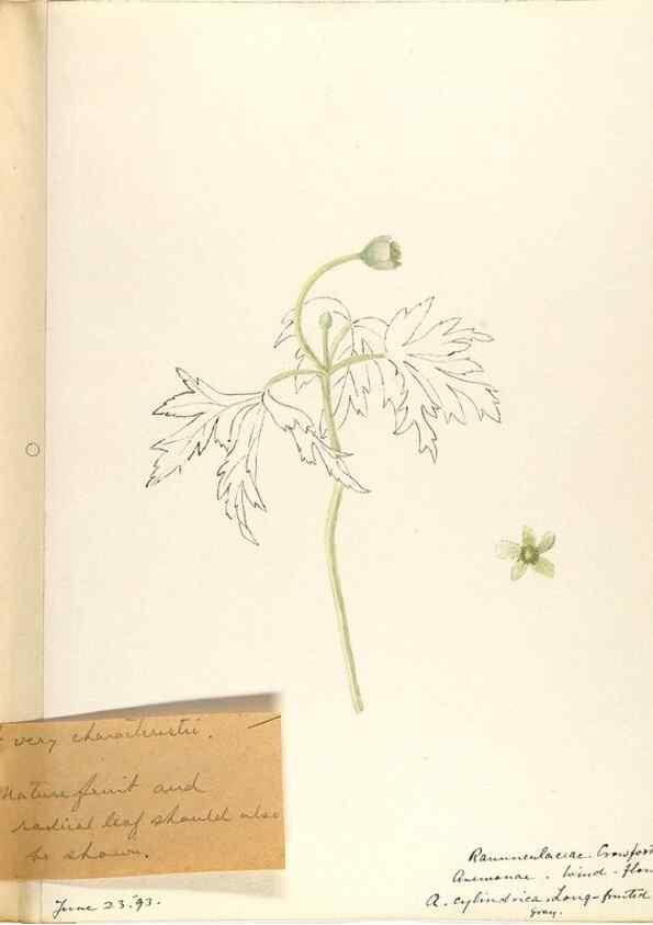 Reproducción/Reproduction 48787728673: [Water-color sketches of plants of North America and Europe]. . 