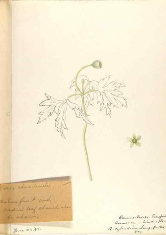 Reproducción/Reproduction 48787728673: [Water-color sketches of plants of North America and Europe]. . 