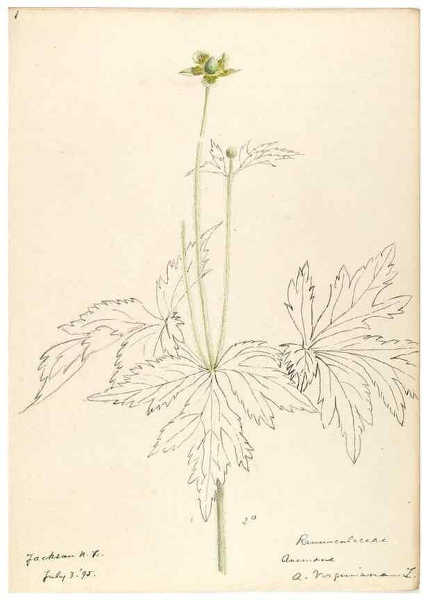 Reproducción/Reproduction 48788092581: [Water-color sketches of plants of North America and Europe]. . 