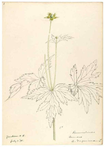 Reproducción/Reproduction 48788092581: [Water-color sketches of plants of North America and Europe]. . 