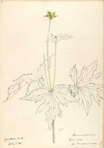 Reproducción/Reproduction 48788092581: [Water-color sketches of plants of North America and Europe]. . 