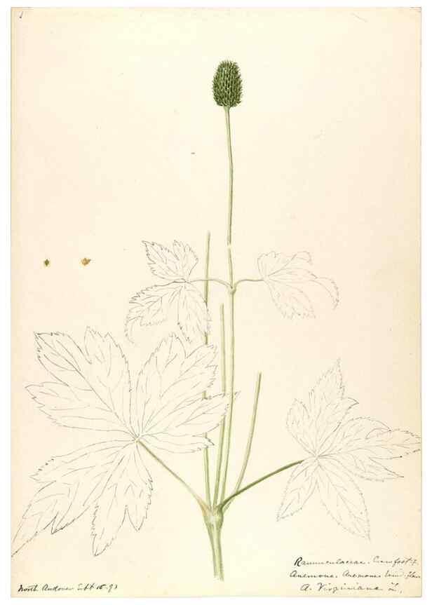 Reproducción/Reproduction 48788092901: [Water-color sketches of plants of North America and Europe]. . 