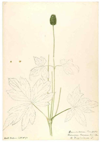 Reproducción/Reproduction 48788092901: [Water-color sketches of plants of North America and Europe]. . 