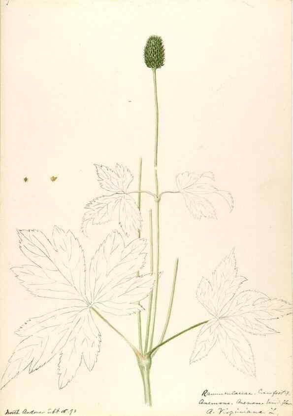 Reproducción/Reproduction 48788092901: [Water-color sketches of plants of North America and Europe]. . 