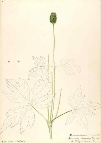 Reproducción/Reproduction 48788092901: [Water-color sketches of plants of North America and Europe]. . 