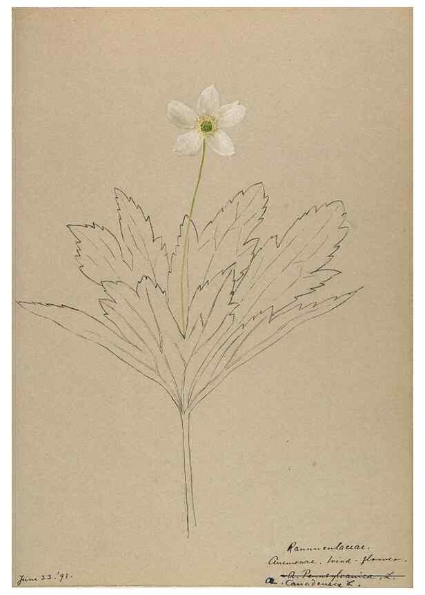Reproducción/Reproduction 48788239947: [Water-color sketches of plants of North America and Europe]. . 