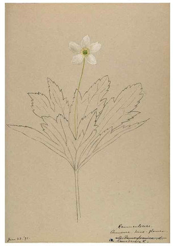 Reproducción/Reproduction 48788239947: [Water-color sketches of plants of North America and Europe]. . 