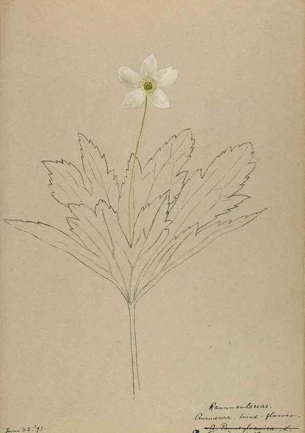 Reproducción/Reproduction 48788239947: [Water-color sketches of plants of North America and Europe]. . 