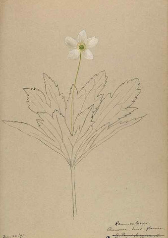 Reproducción/Reproduction 48788239947: [Water-color sketches of plants of North America and Europe]. . 