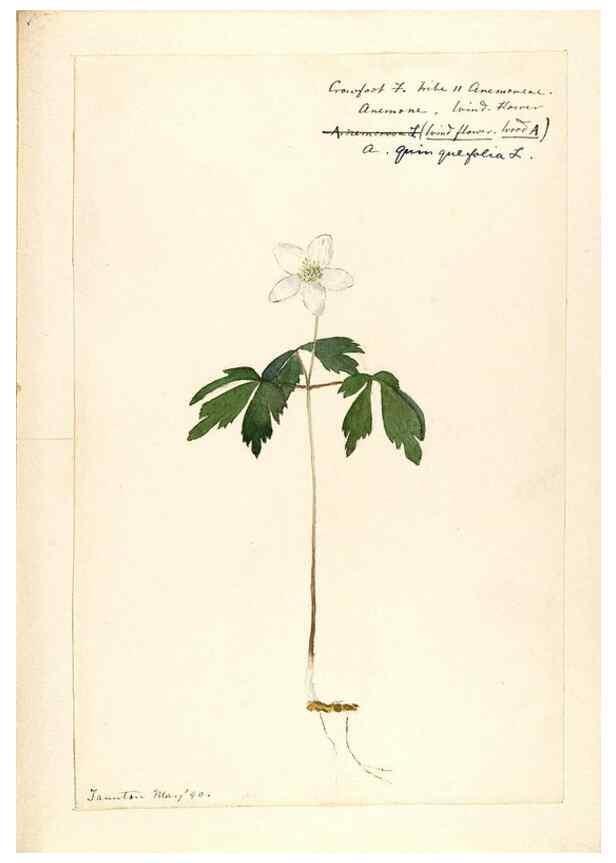 Reproducción/Reproduction 48788093671: [Water-color sketches of plants of North America and Europe]. . 