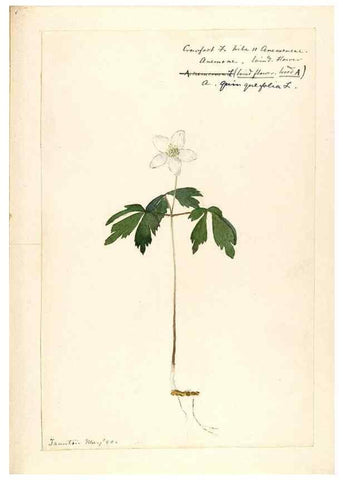 Reproducción/Reproduction 48788093671: [Water-color sketches of plants of North America and Europe]. . 