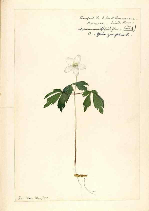 Reproducción/Reproduction 48788093671: [Water-color sketches of plants of North America and Europe]. . 