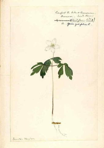 Reproducción/Reproduction 48788093671: [Water-color sketches of plants of North America and Europe]. . 