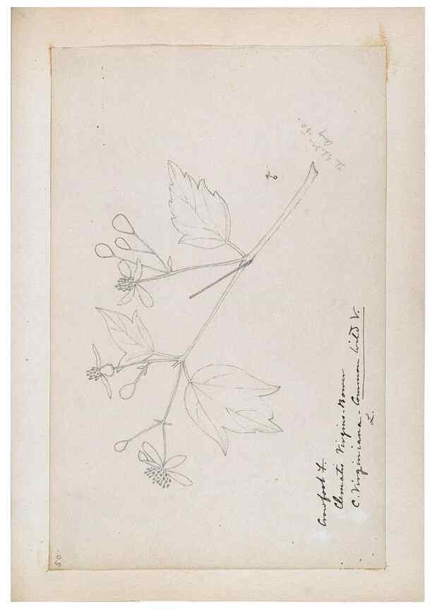 Reproducción/Reproduction 48787730308: [Water-color sketches of plants of North America and Europe]. . 