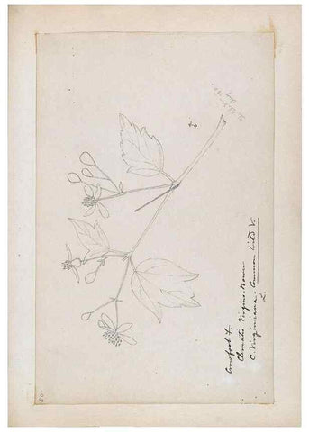 Reproducción/Reproduction 48787730308: [Water-color sketches of plants of North America and Europe]. . 