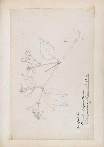 Reproducción/Reproduction 48787730308: [Water-color sketches of plants of North America and Europe]. . 